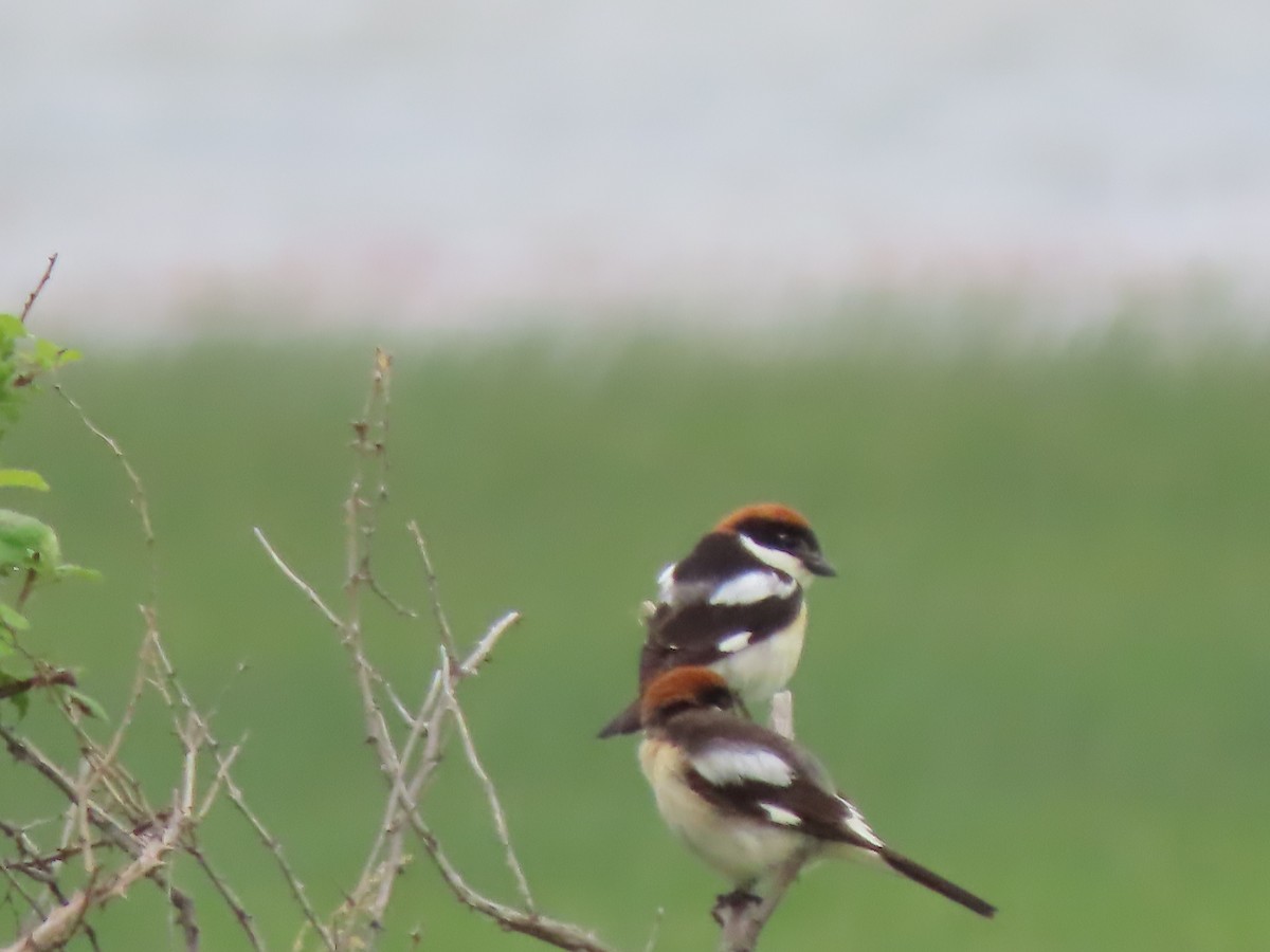 Woodchat Shrike - ML619575294