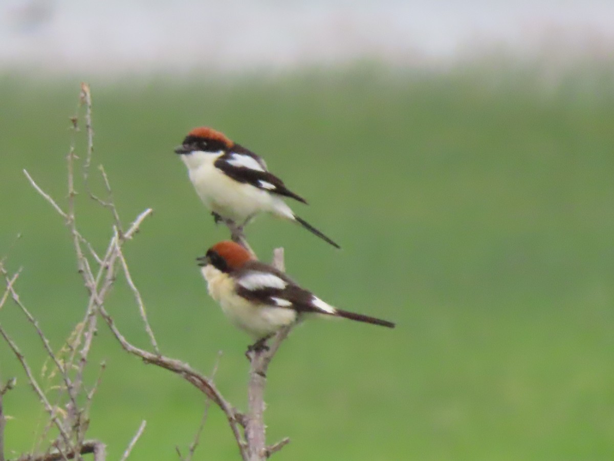 Woodchat Shrike - ML619575295