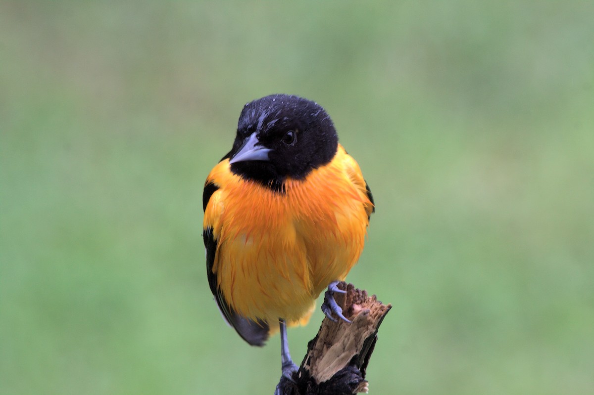 Baltimore Oriole - Candace Trost