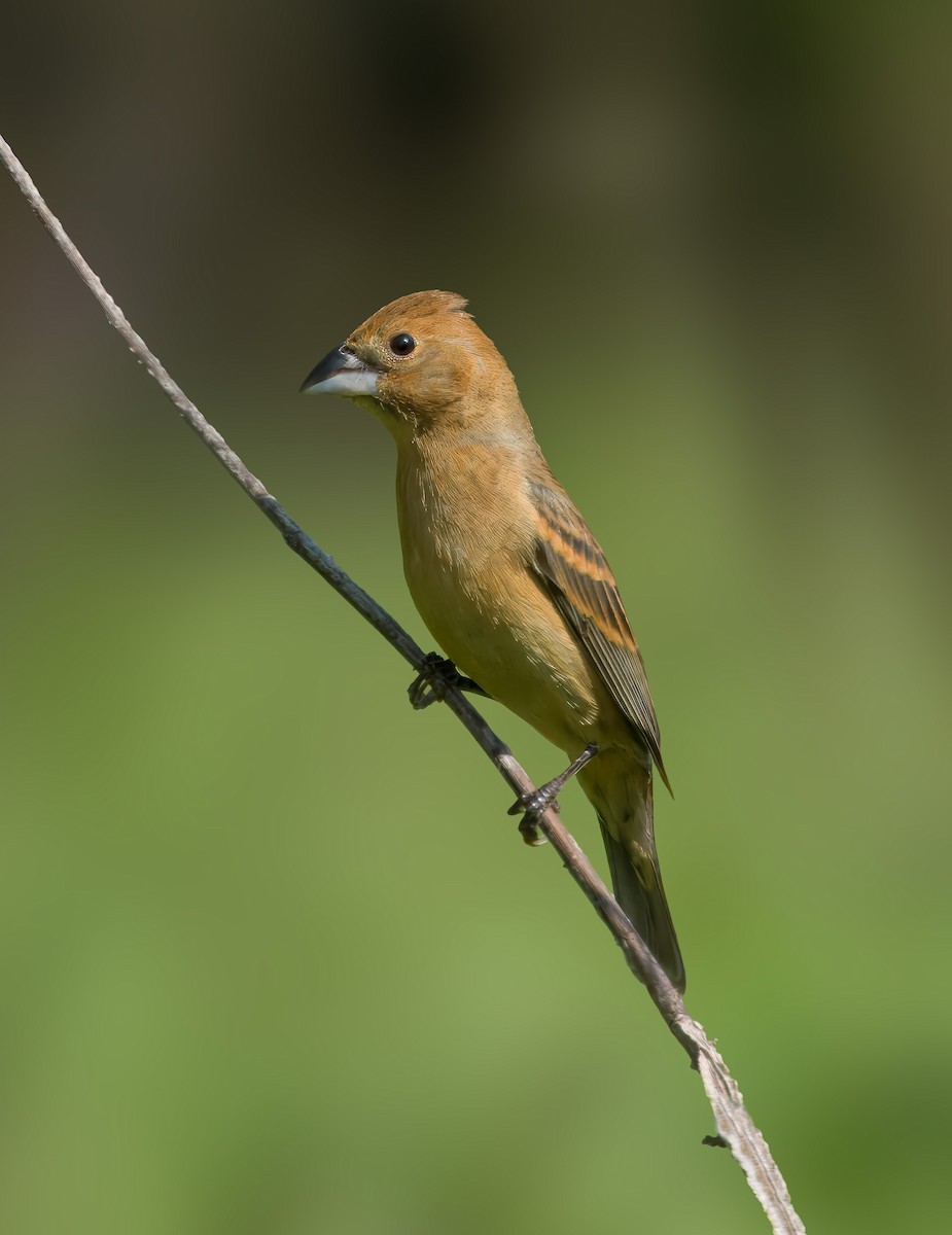 Blue Grosbeak - ML619575315