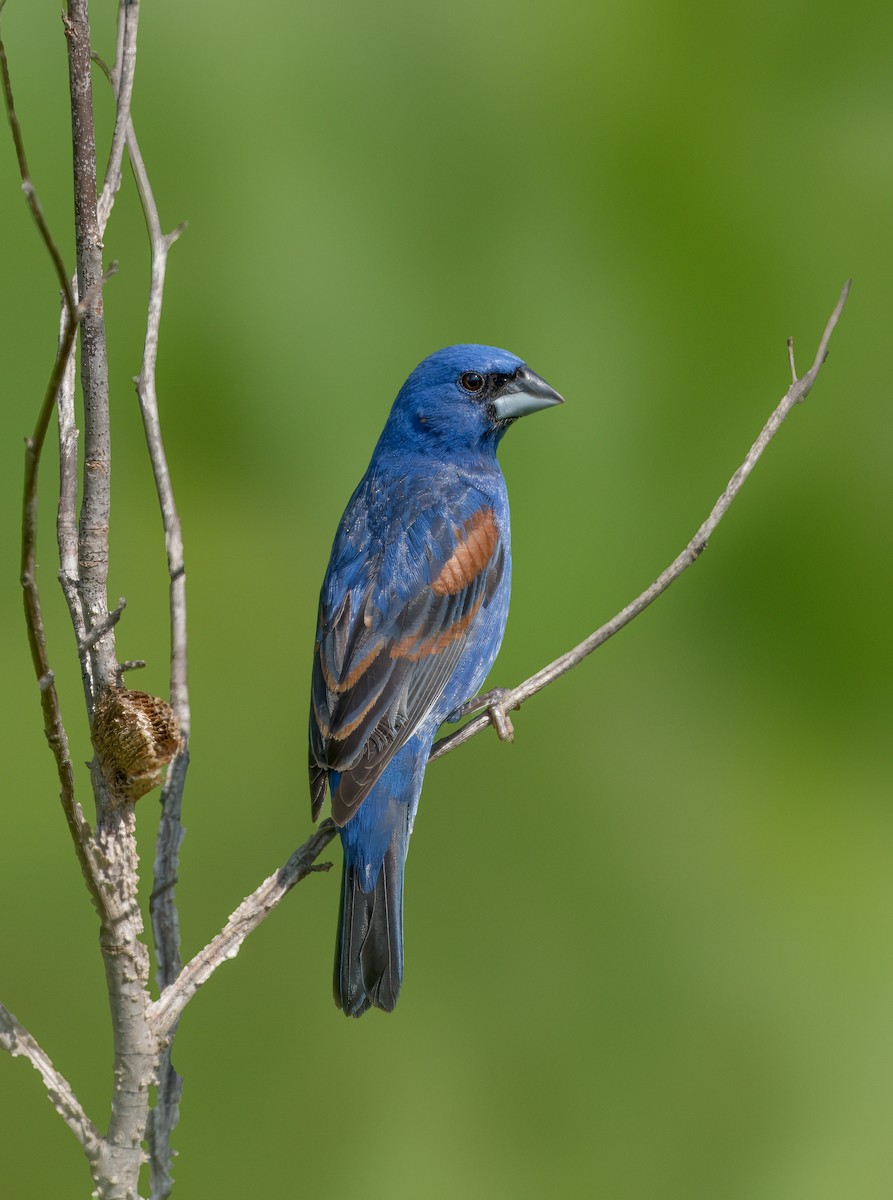 Blue Grosbeak - ML619575316