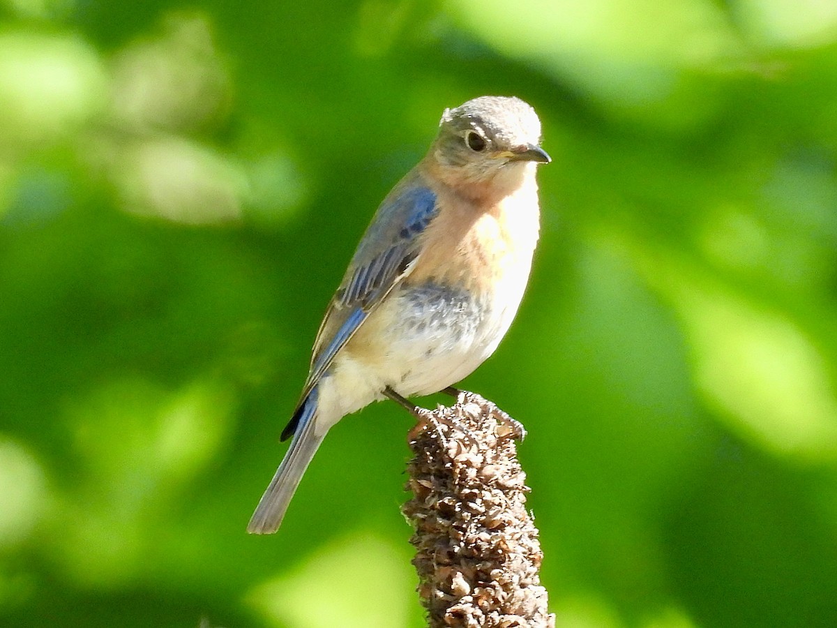 Eastern Bluebird - Isaac Petrowitz