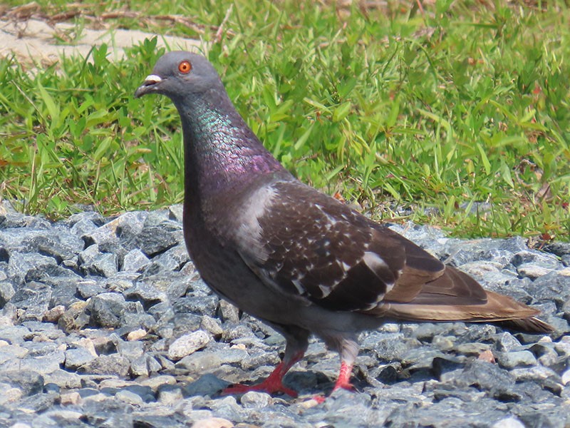 Rock Pigeon (Feral Pigeon) - Karen Lebing