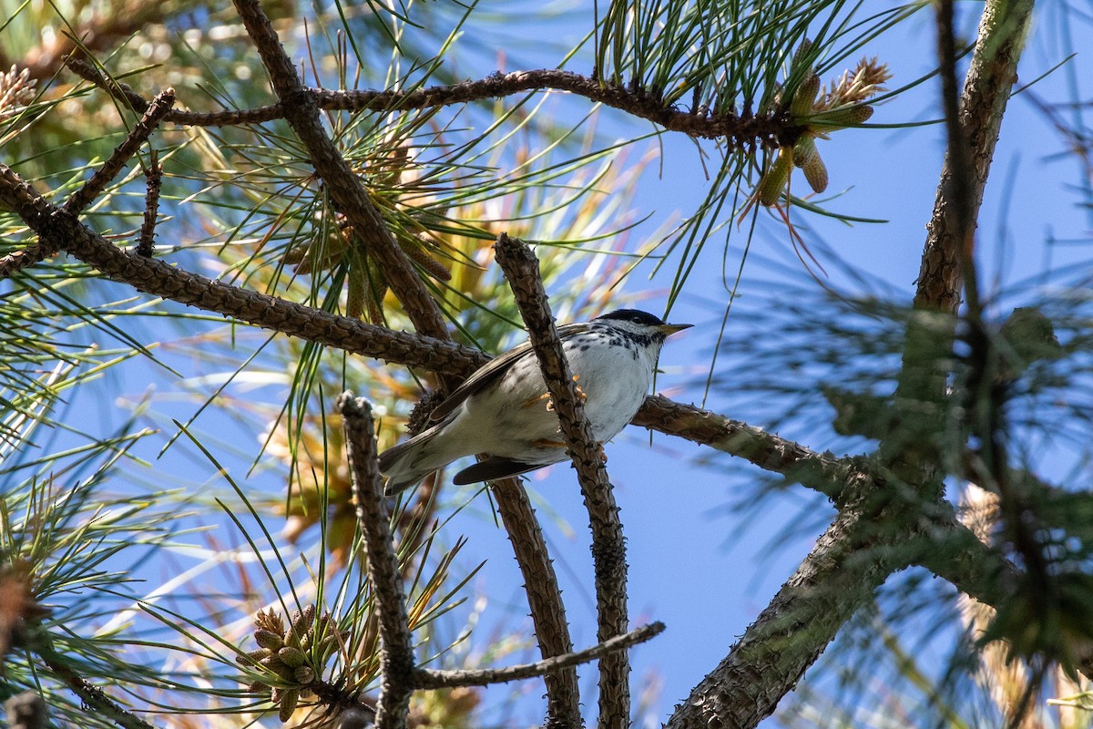 Blackpoll Warbler - Anna Thaenert