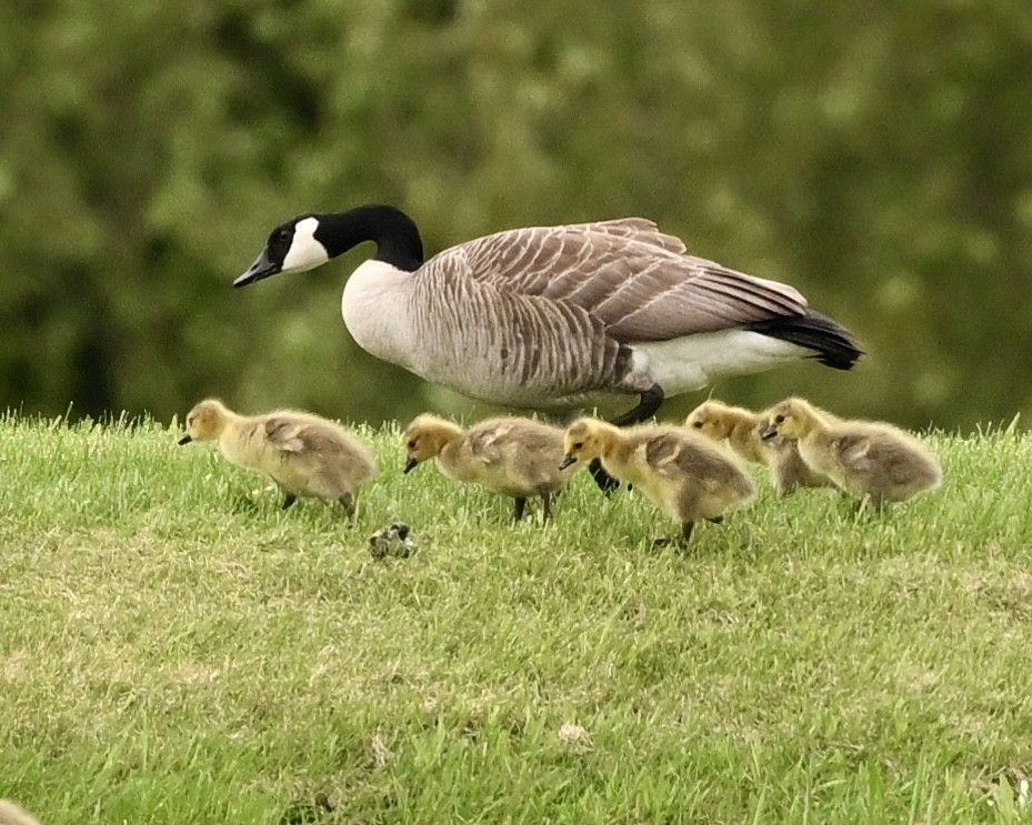 Canada Goose - Joe Wujcik