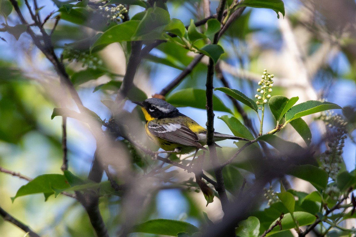 Magnolia Warbler - Anna Thaenert