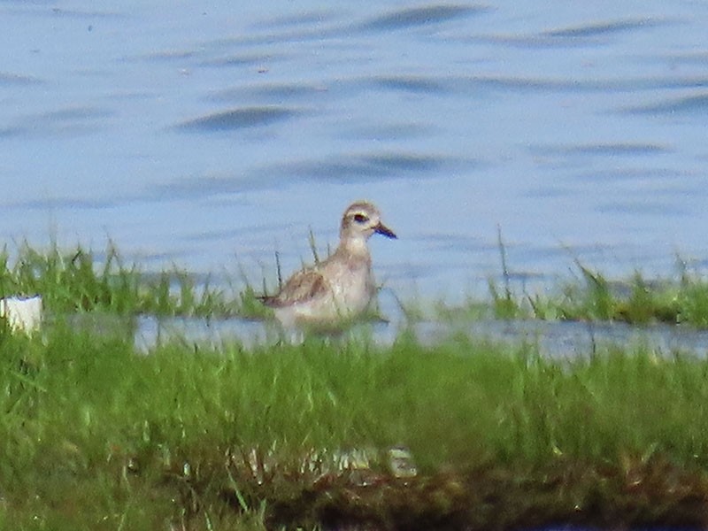 Black-bellied Plover - Karen Lebing