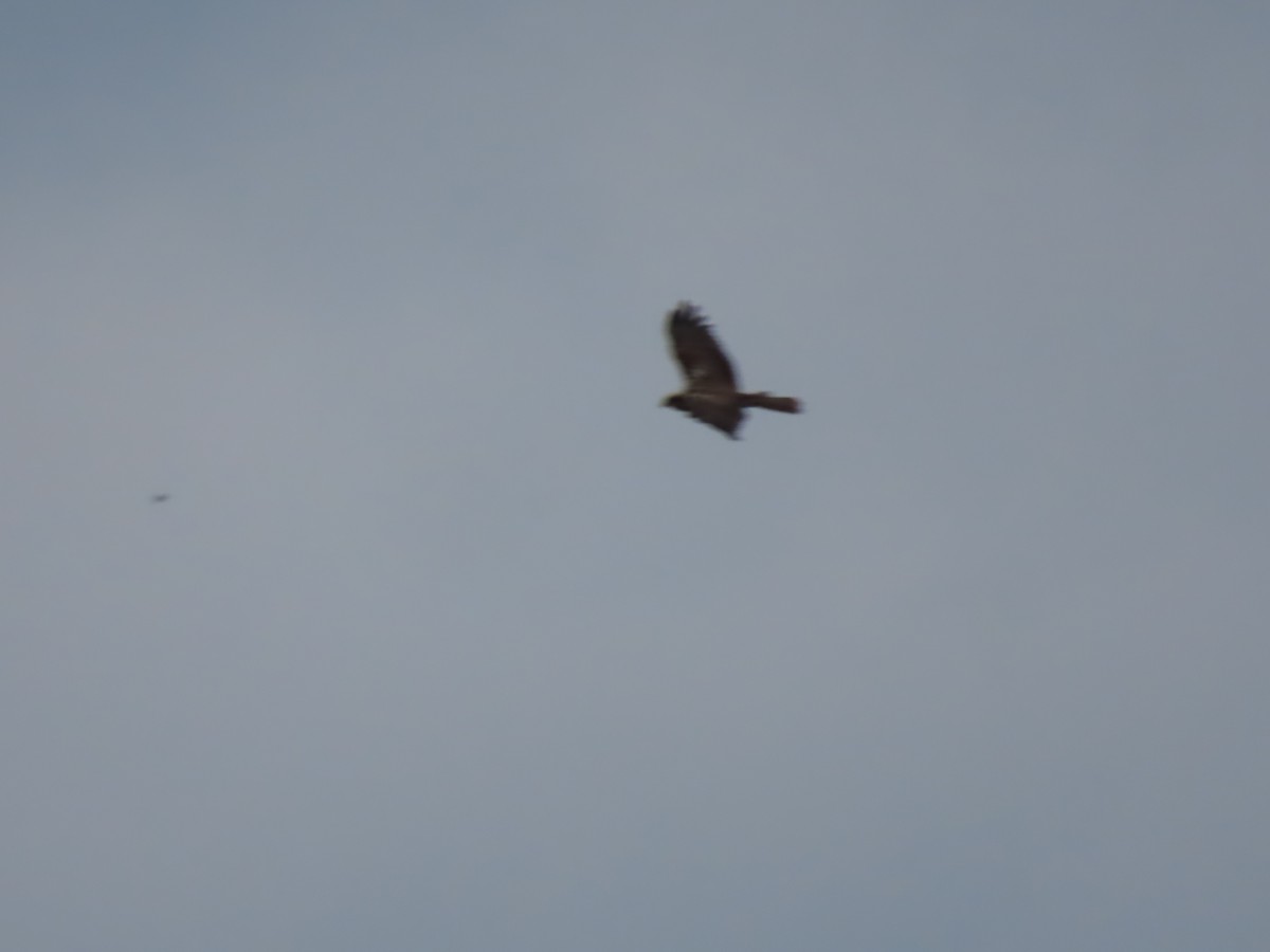 Western Marsh Harrier - Doug Kibbe