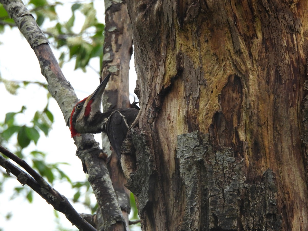 Pileated Woodpecker - Mark Stevens