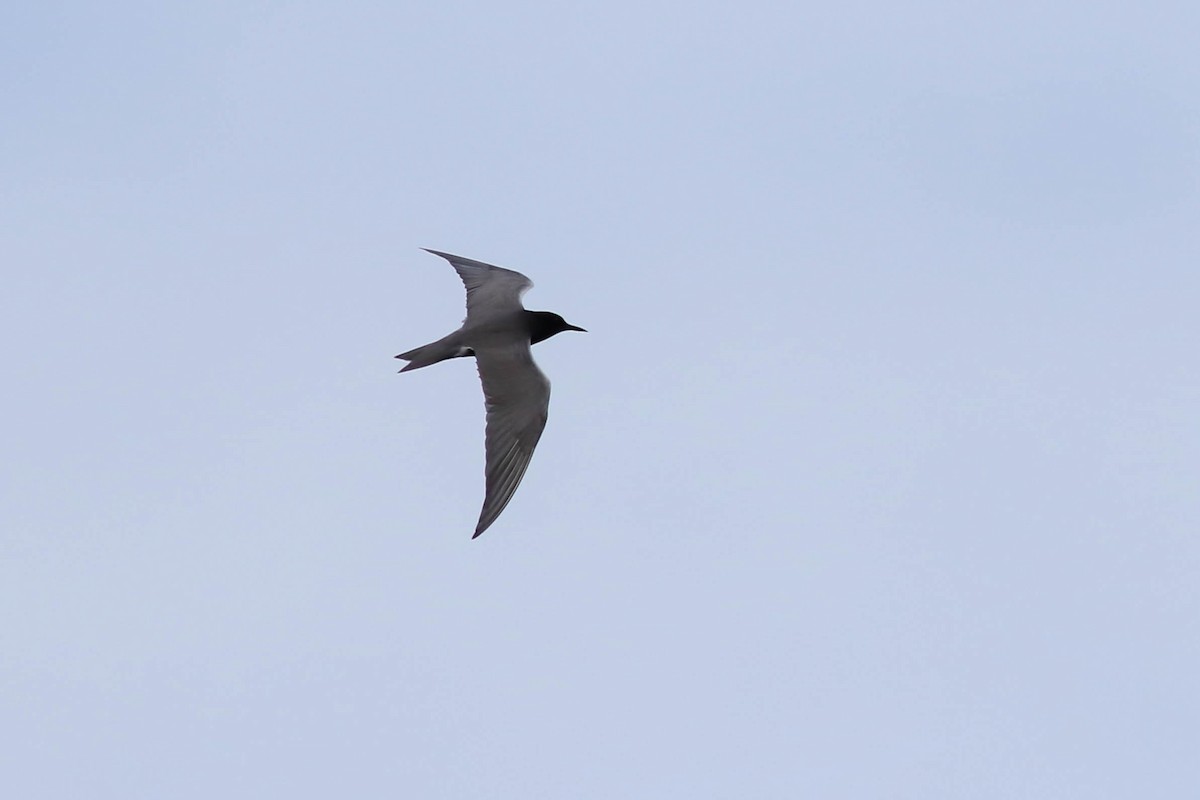 Black Tern - François Rivet