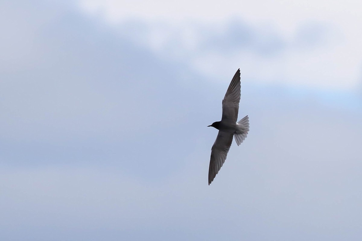 Black Tern - François Rivet