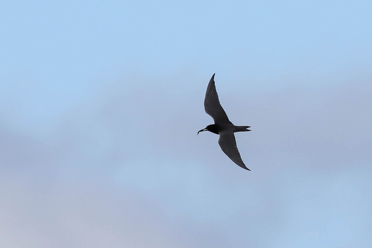 Black Tern - François Rivet