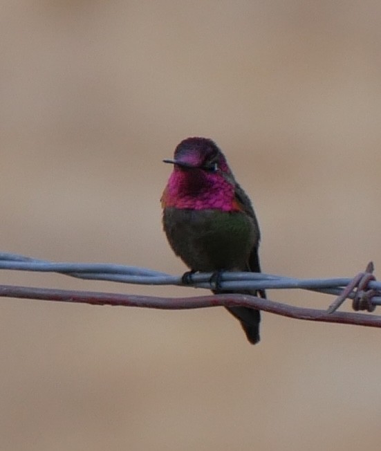 Anna's Hummingbird - Jeff Strogen