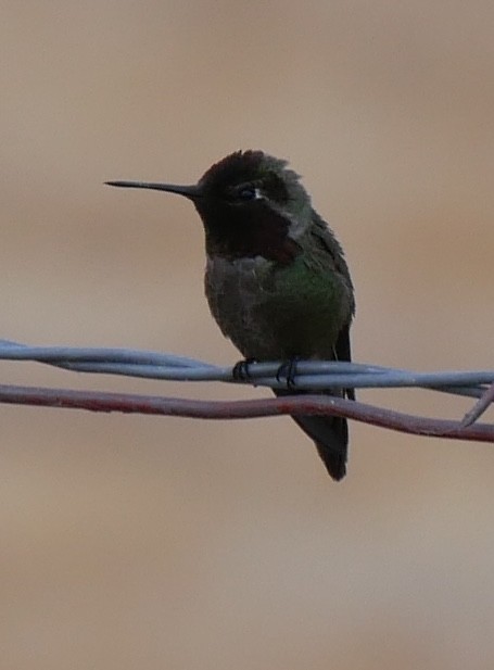 Anna's Hummingbird - Jeff Strogen