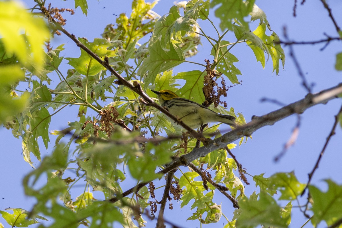 Black-throated Green Warbler - Anna Thaenert