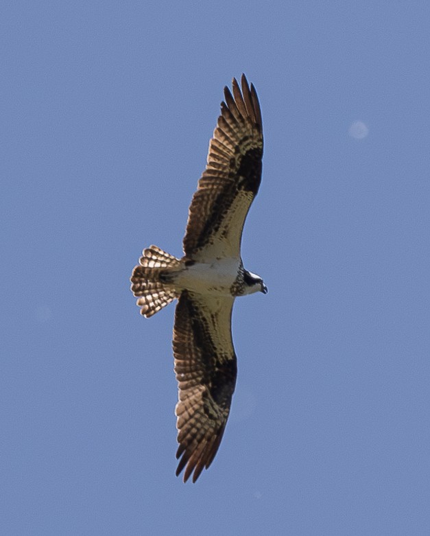 Osprey - ML619575355