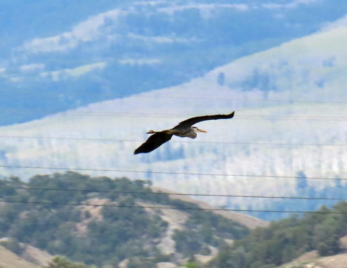 Great Blue Heron - ML619575356