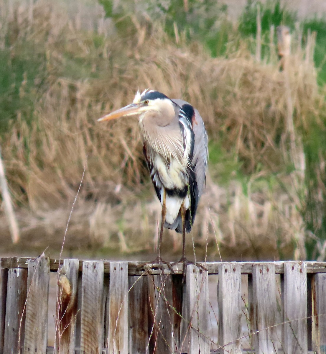 Great Blue Heron - ML619575357