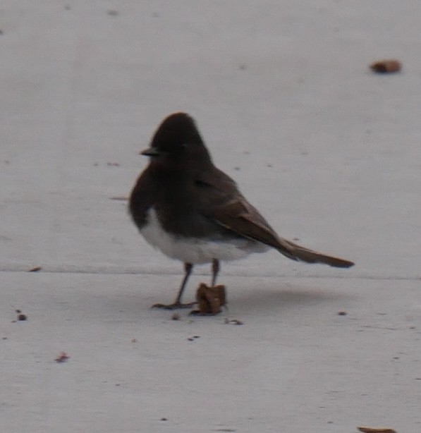 Black Phoebe - Jeff Strogen