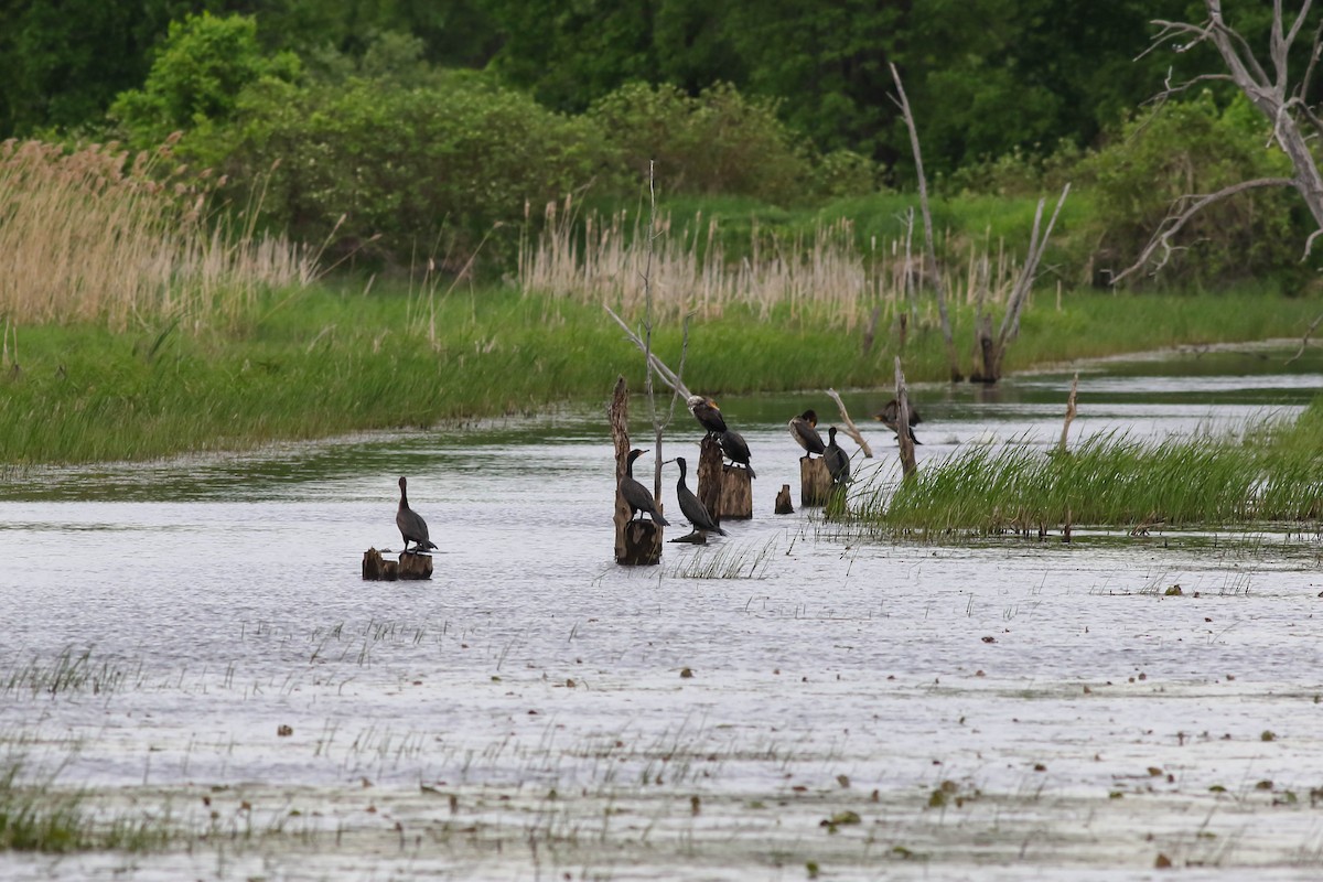 Double-crested Cormorant - François Rivet