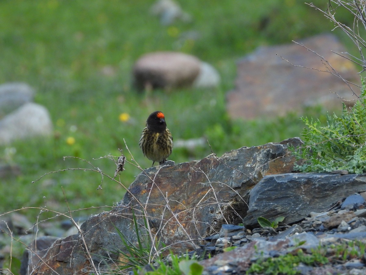 Fire-fronted Serin - ML619575362