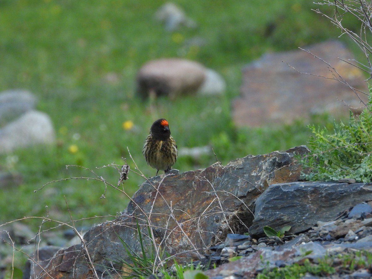 Fire-fronted Serin - ML619575363