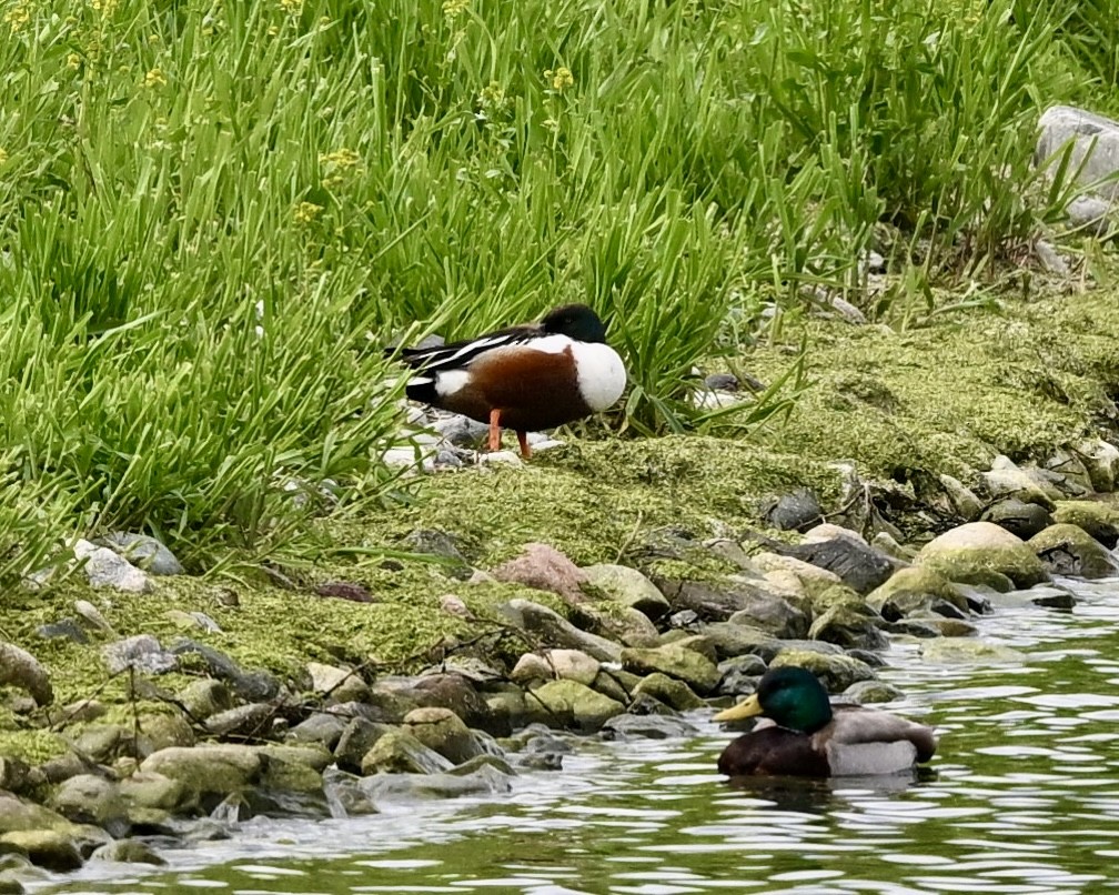 Northern Shoveler - Joe Wujcik