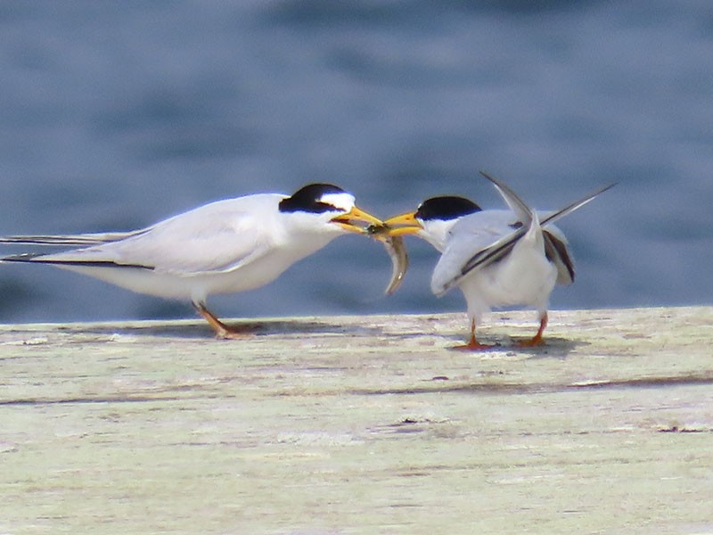 Least Tern - Karen Lebing