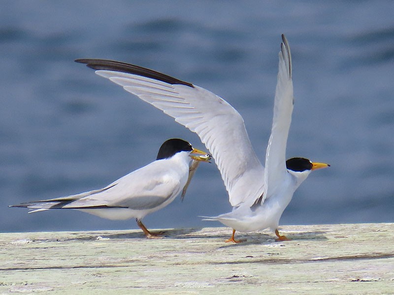 Least Tern - Karen Lebing