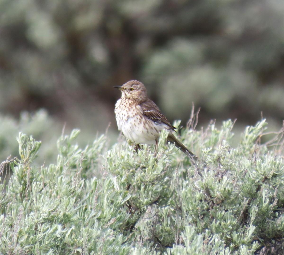 Sage Thrasher - ML619575370