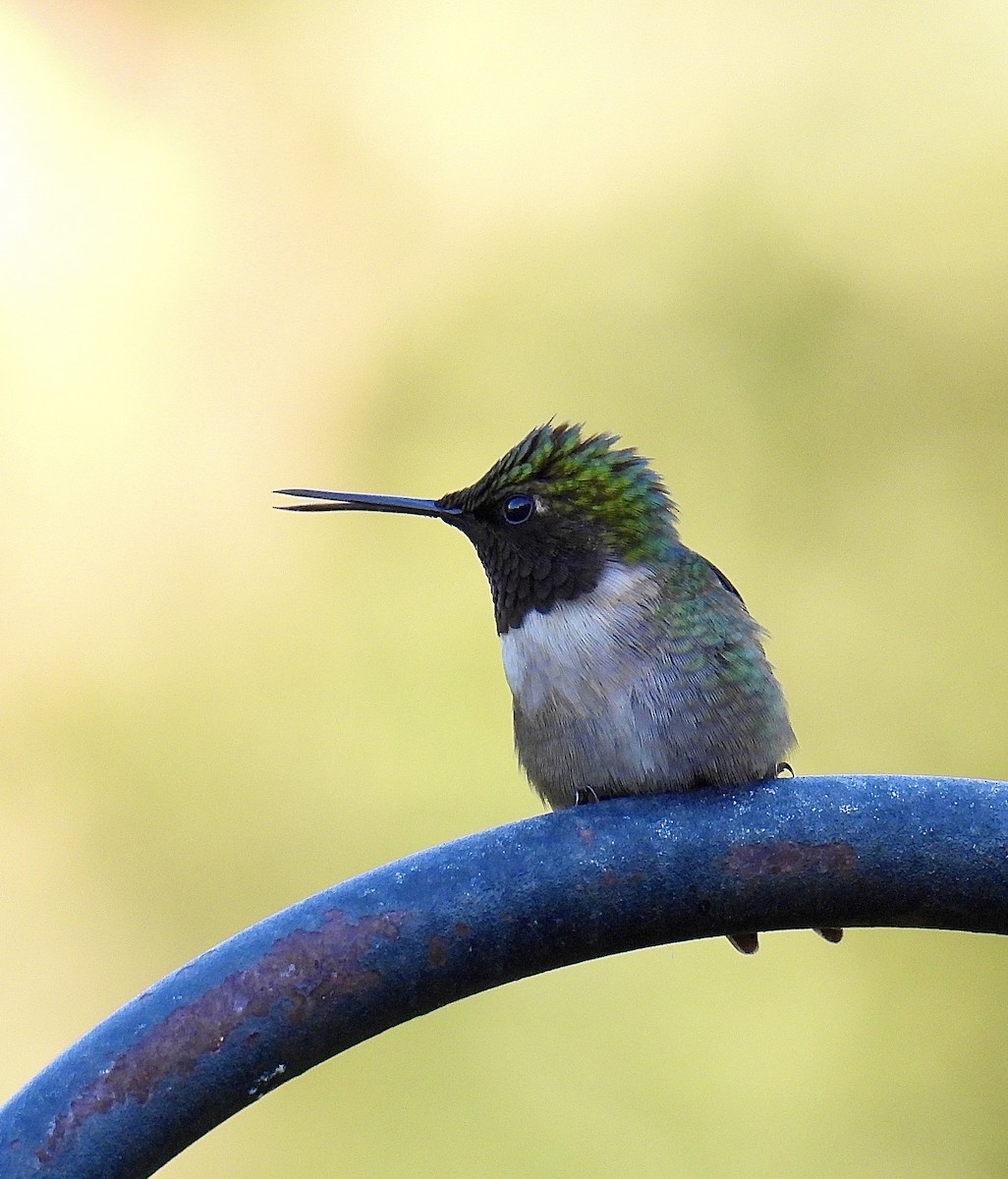 Ruby-throated Hummingbird - Logan Wilson