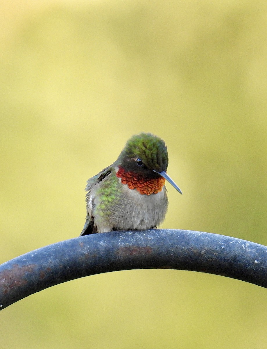 Ruby-throated Hummingbird - Logan Wilson