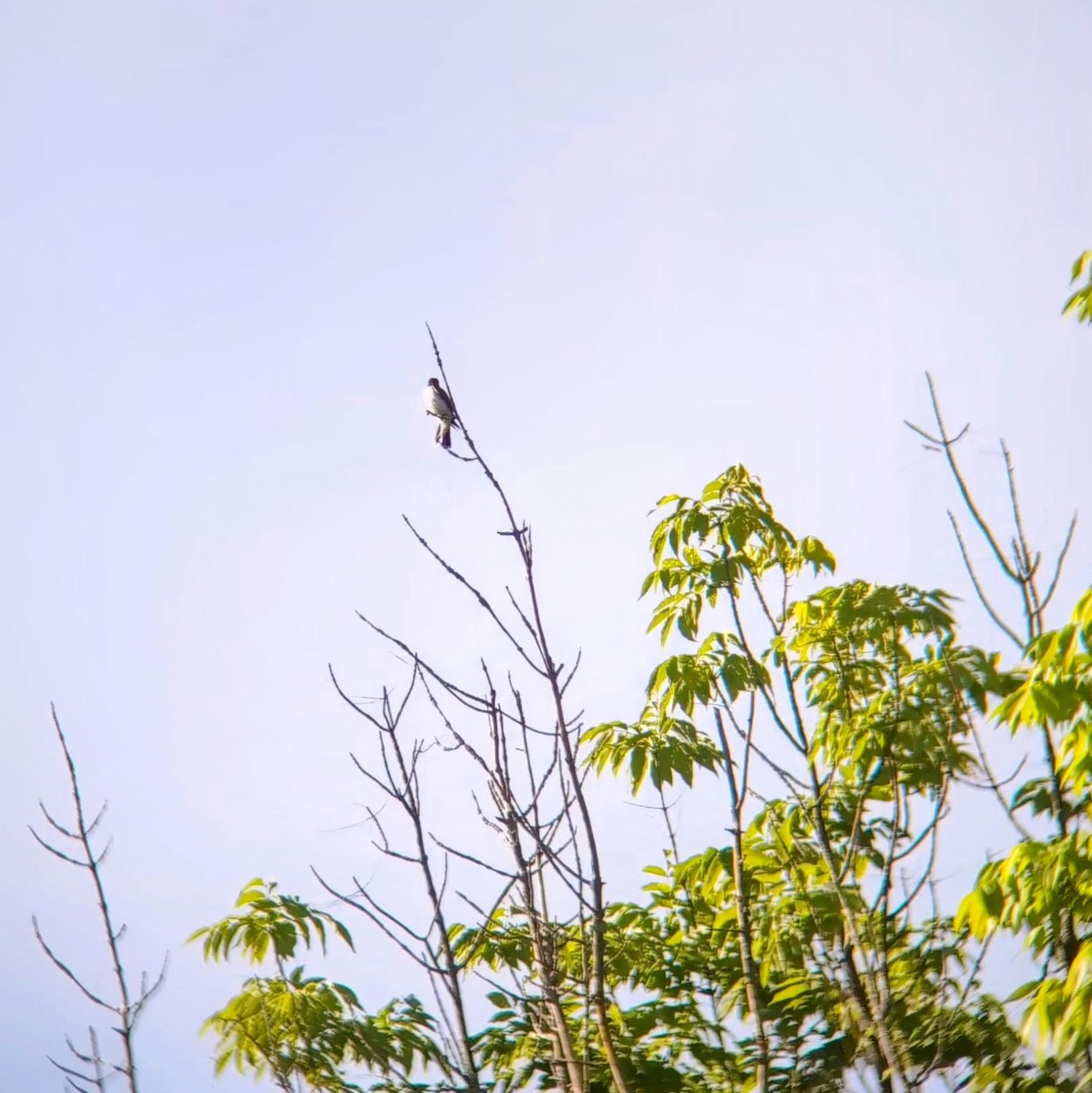 Eastern Kingbird - Molly C