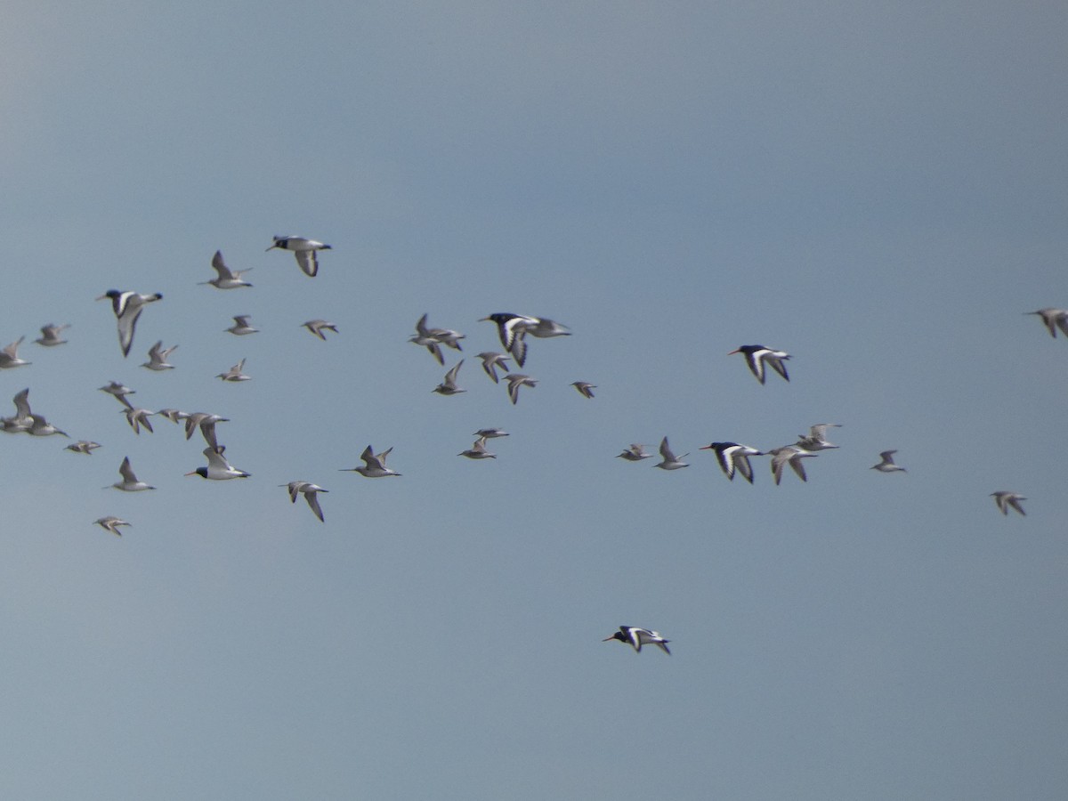 Eurasian Oystercatcher - Mike Tuer