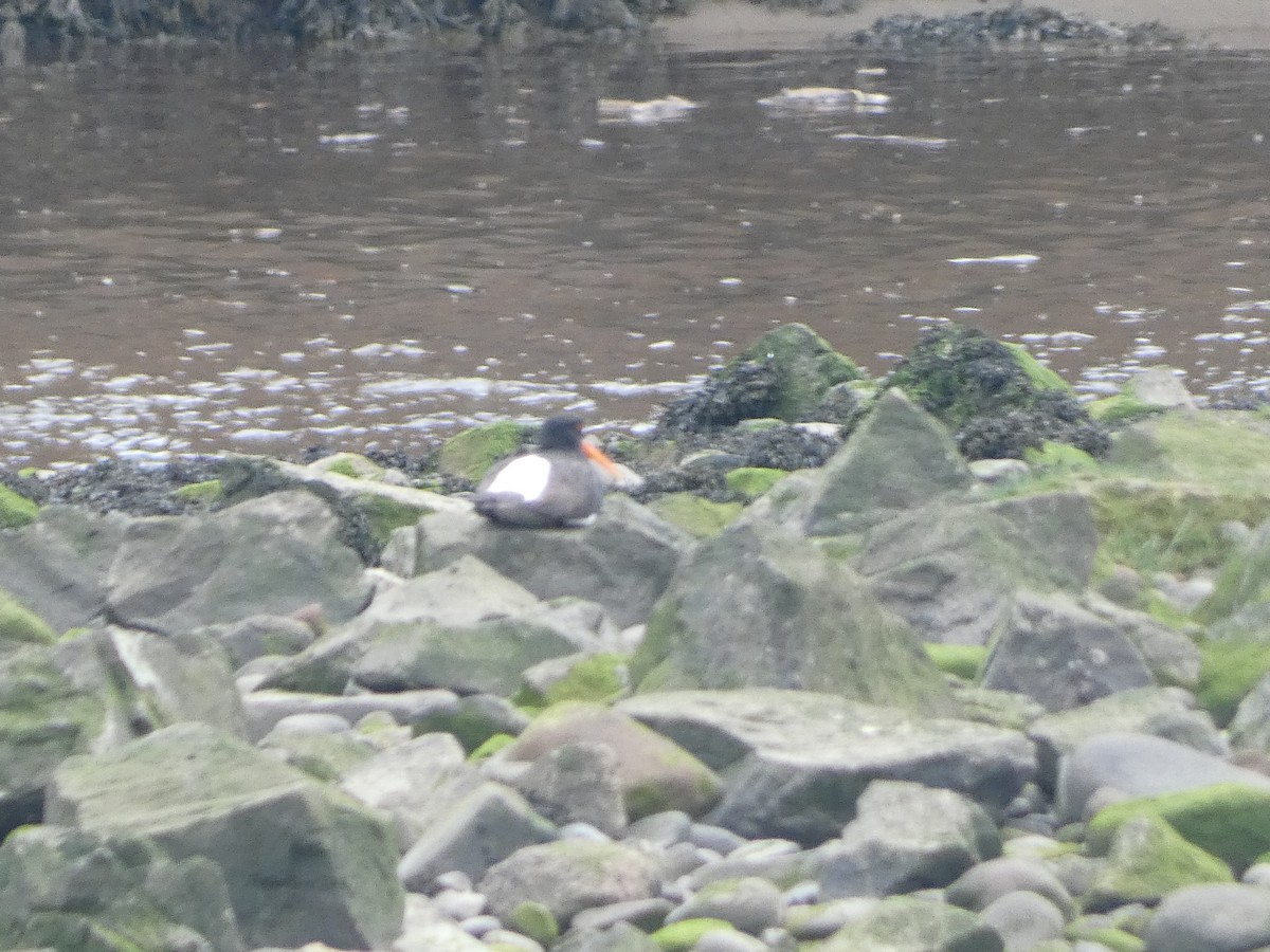 Eurasian Oystercatcher - Mike Tuer