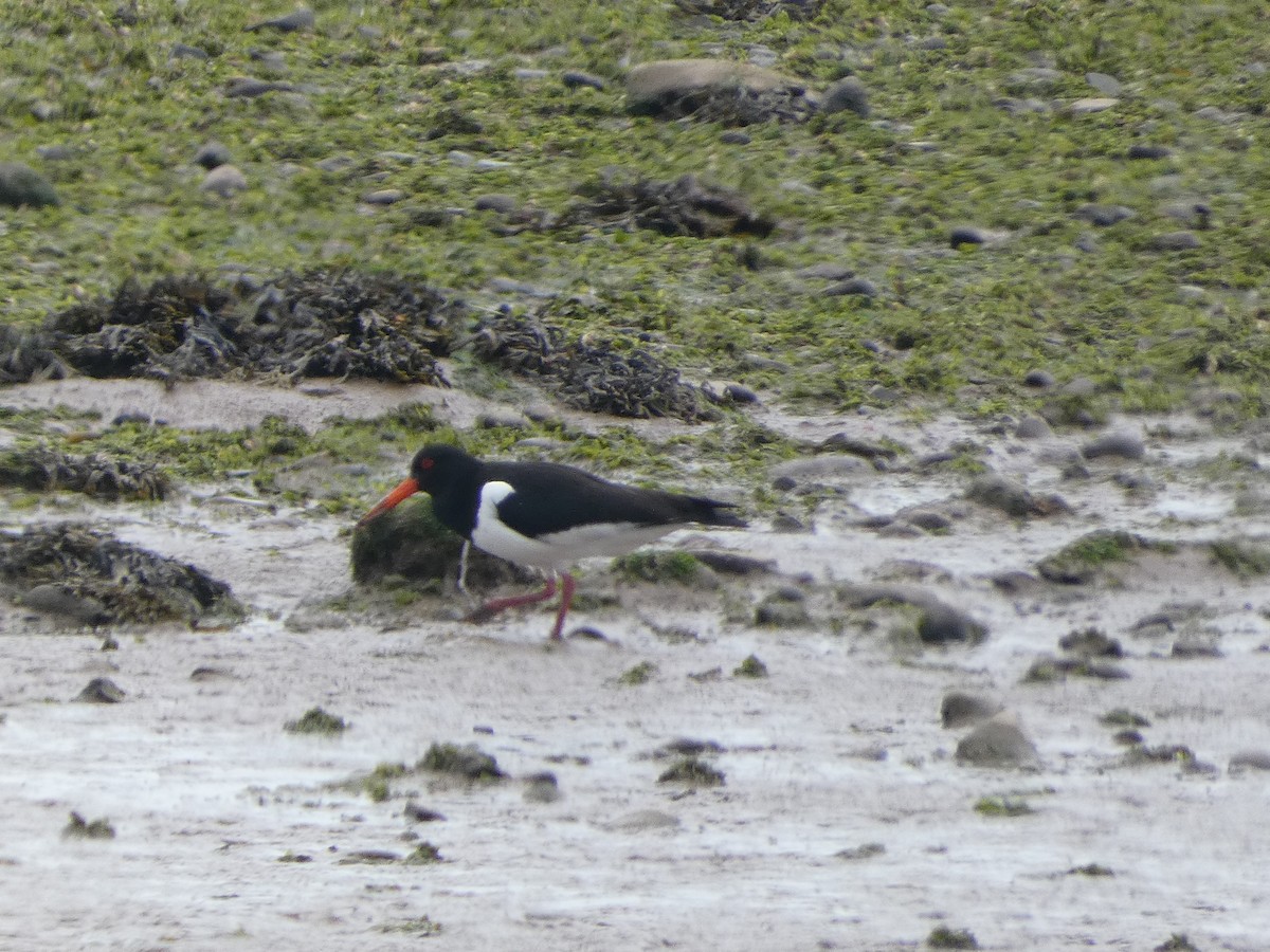 Eurasian Oystercatcher - Mike Tuer