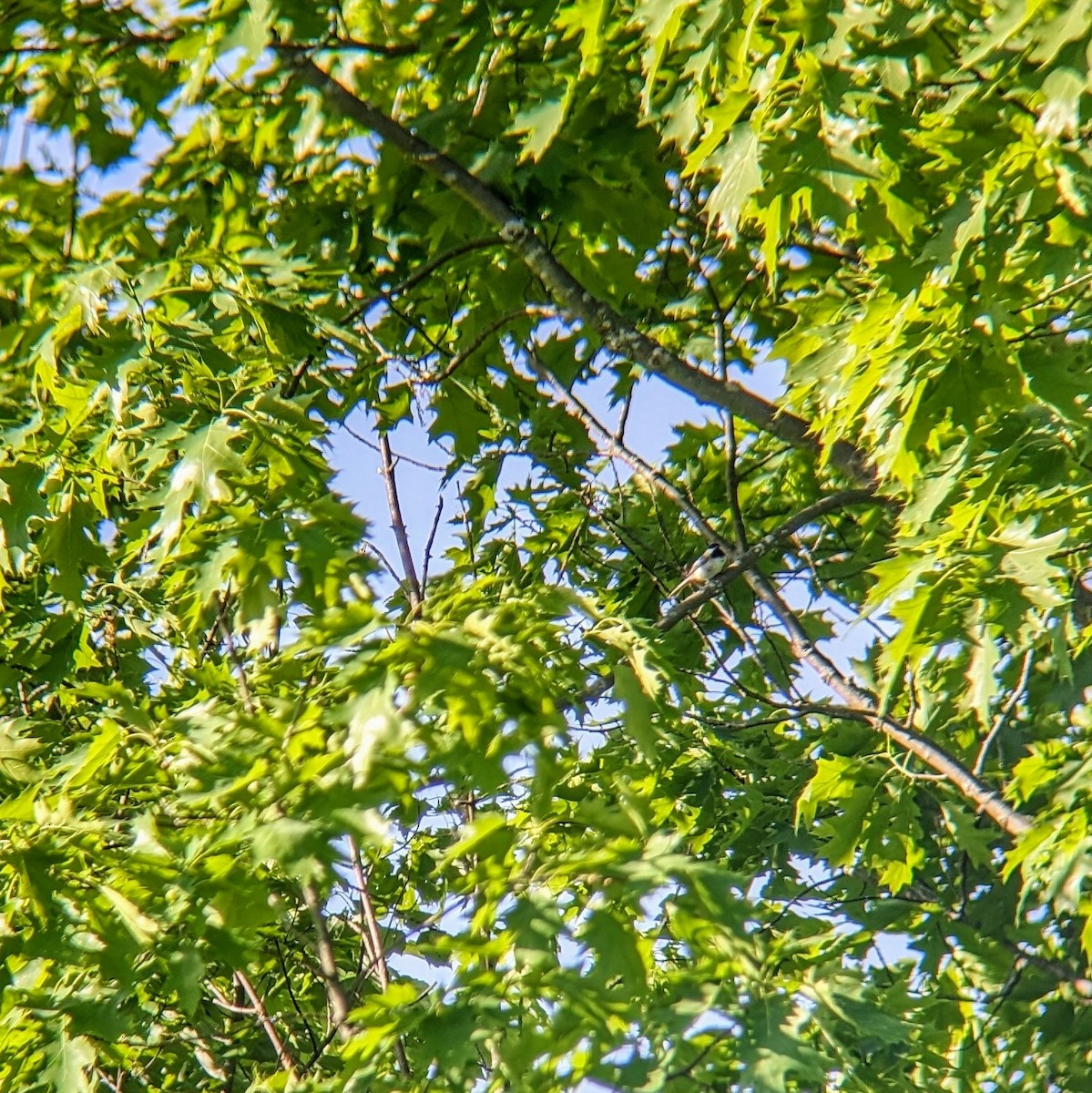 Black-capped Chickadee - Molly C