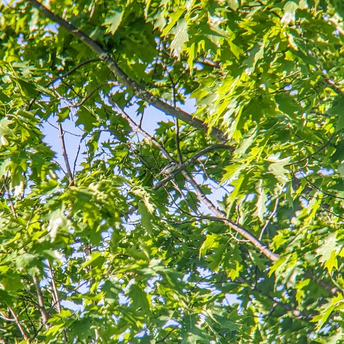 Black-capped Chickadee - Molly C