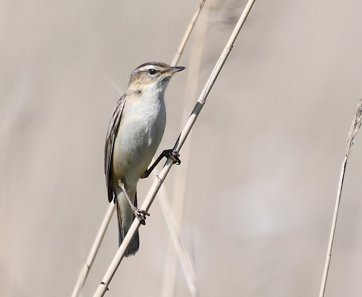 Sedge Warbler - Василий Калиниченко