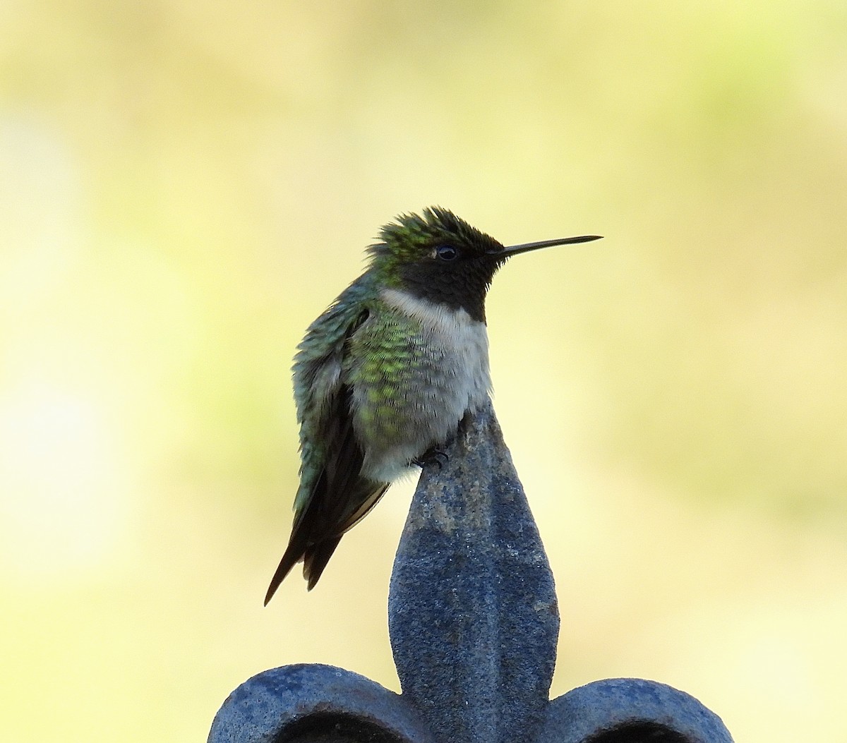 Ruby-throated Hummingbird - Logan Wilson