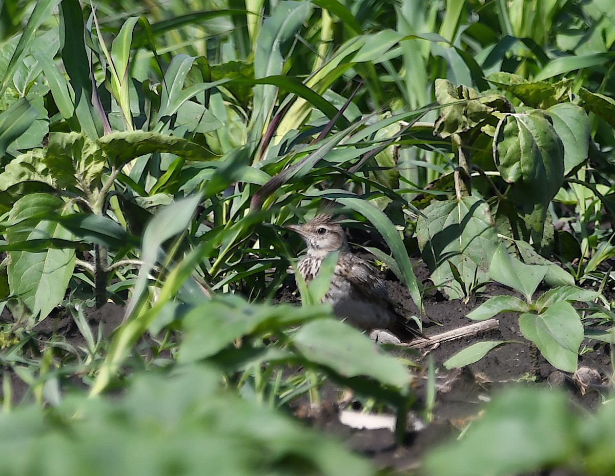 Crested Lark - Василий Калиниченко