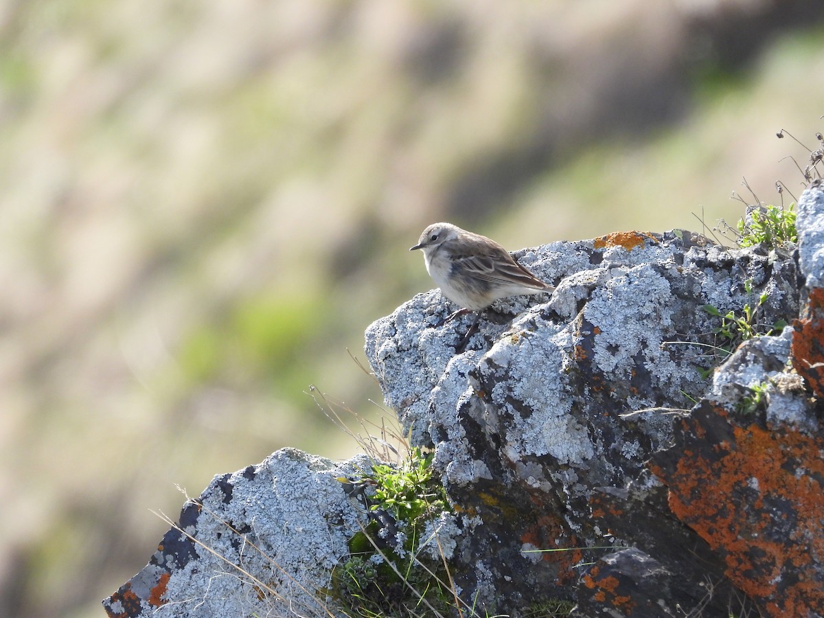 Water Pipit - ML619575404