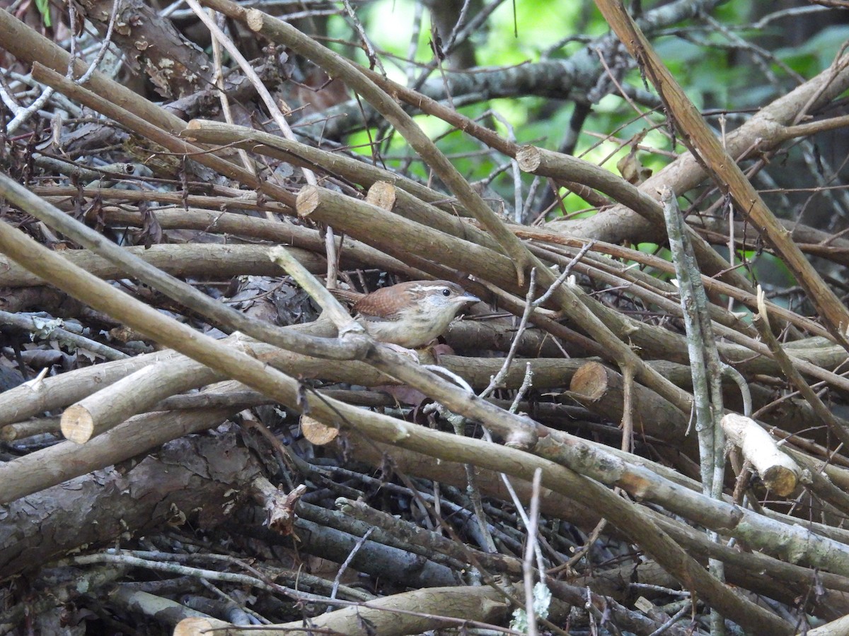 Carolina Wren - Luke Sloop