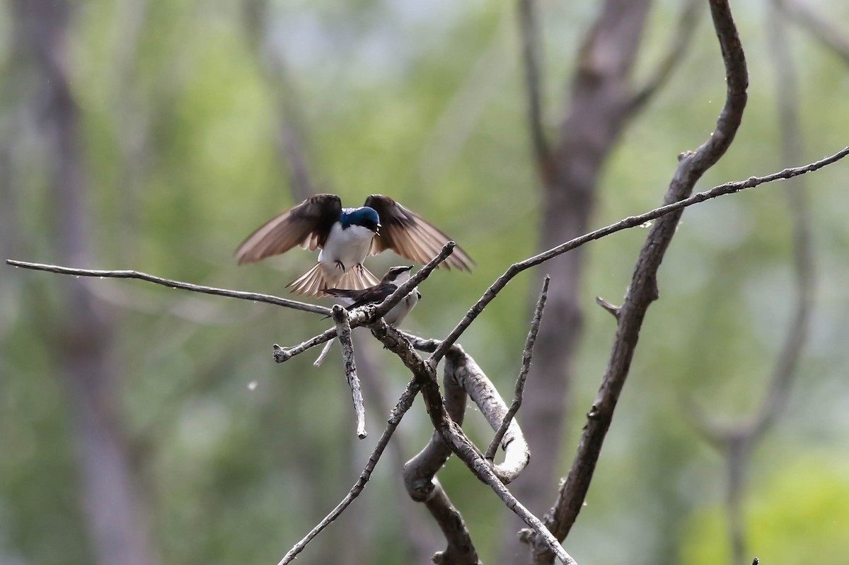 Tree Swallow - ML619575408