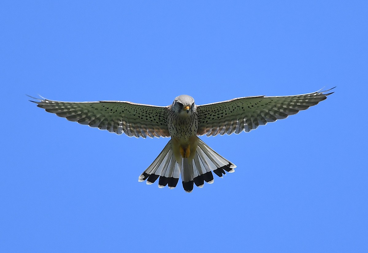 Eurasian Kestrel - Василий Калиниченко