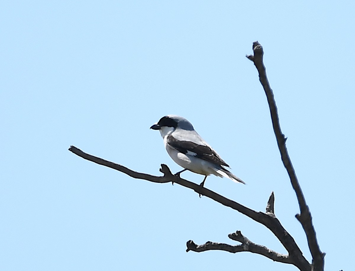 Lesser Gray Shrike - Василий Калиниченко