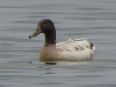 duck sp. - Richard Lott