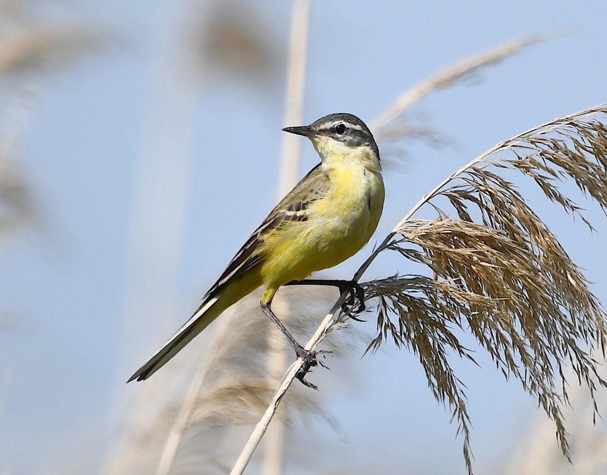 Western Yellow Wagtail - Василий Калиниченко