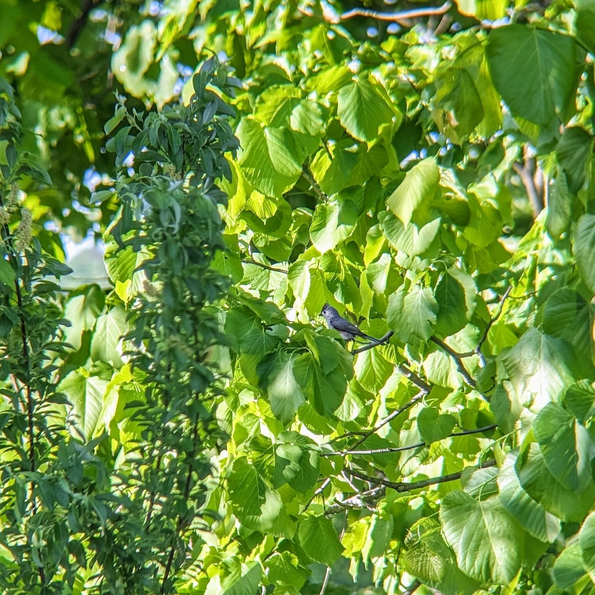 Tufted Titmouse - Molly C