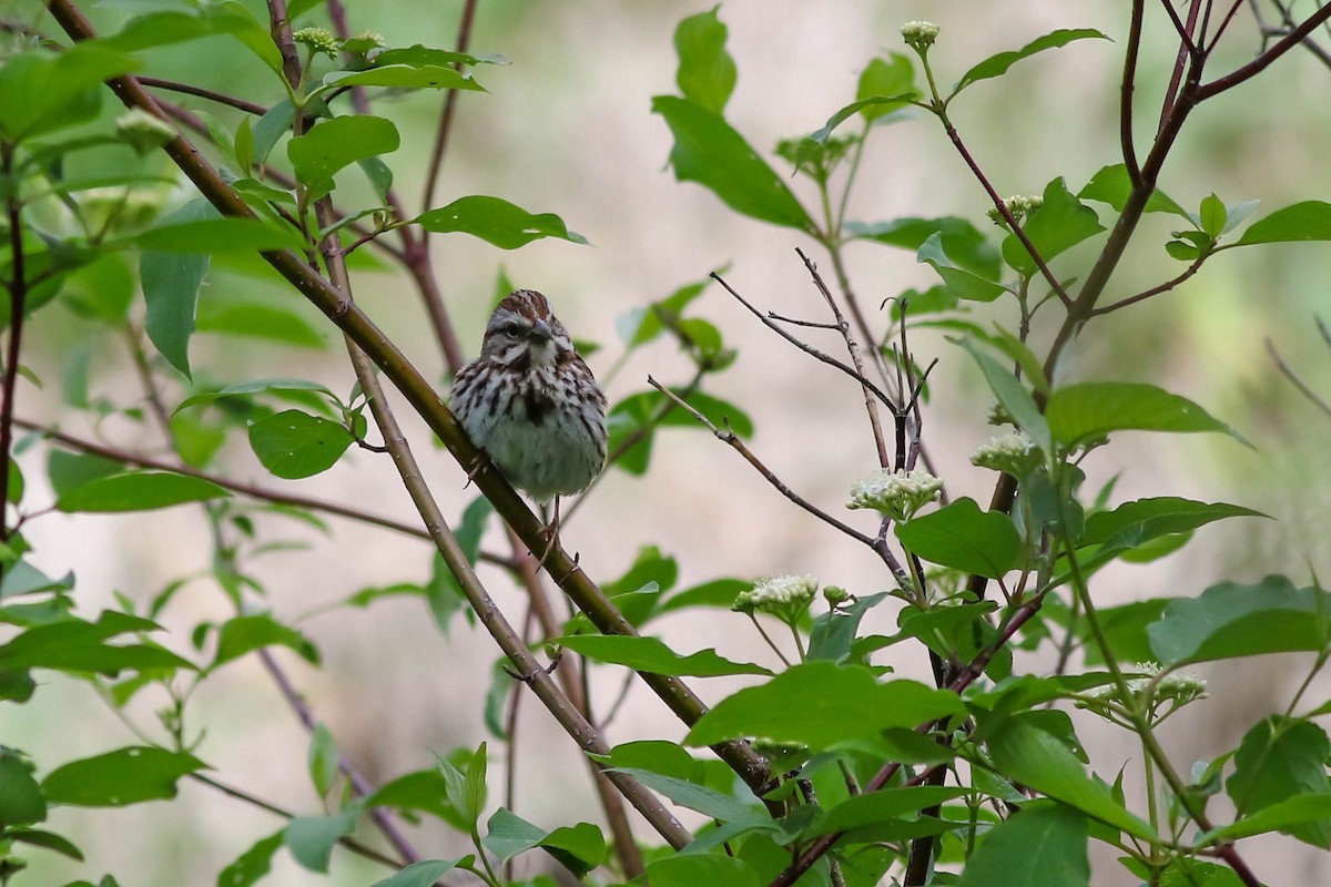 Song Sparrow - François Rivet